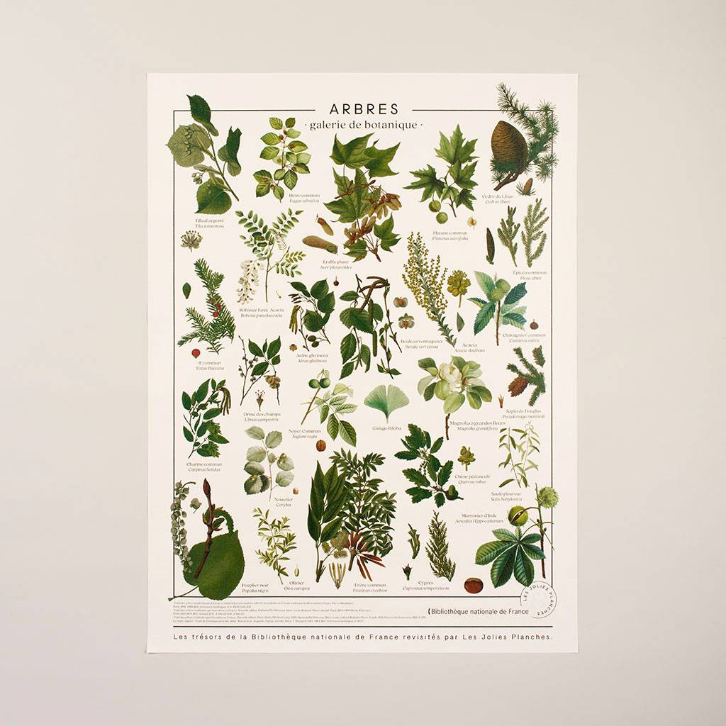 planche affiche toile arbres galerie botanique les jolies planches vintage