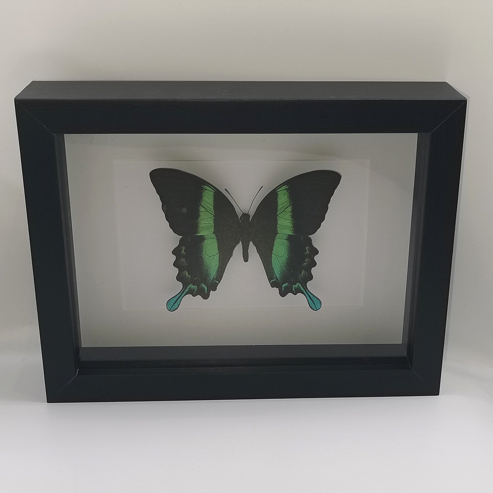 METAMORPHOSES cadre papillon Papilio blumei
