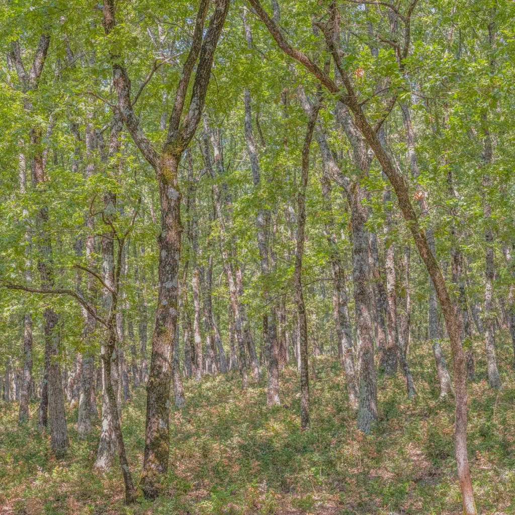 photographie d'art Didier Goupy tirage fondation 161