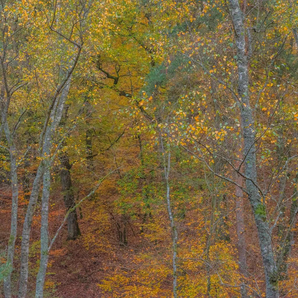 photographie d'art tirage didier goupy fondation 70