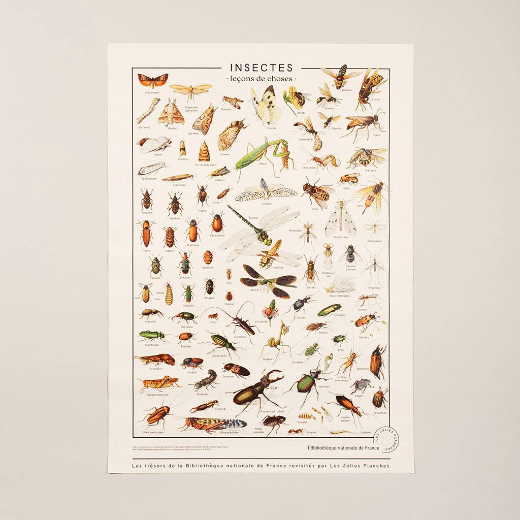Planche Insecte JOLIES PLANCHES Planche Insectes – Illustrations encyclopédiques
