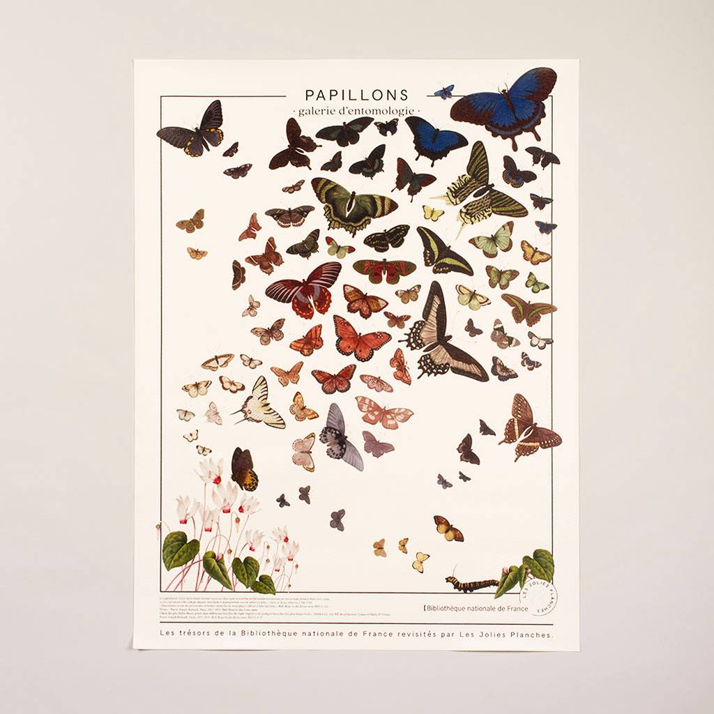 planche affiche toile illustrée de papillons galerie entomologie jolies planches vintage